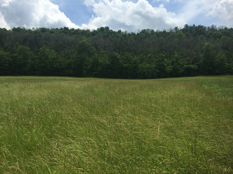 View to the south from the confluence.