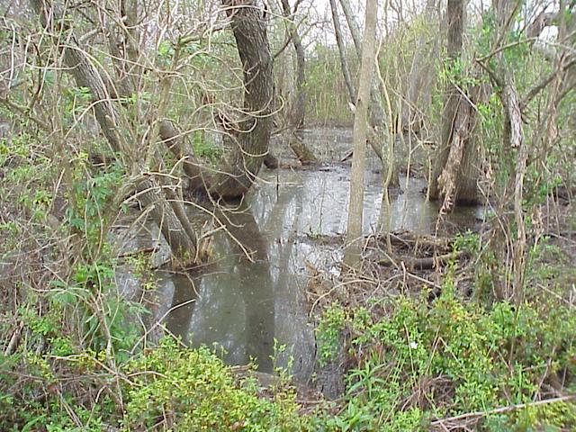 Mississippi Delta swamp and vegetative cover.