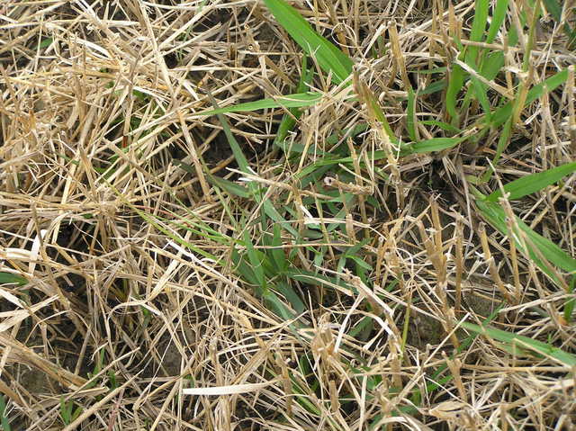 Ground cover at 30 North 90 West...fortunately not wet at this time.