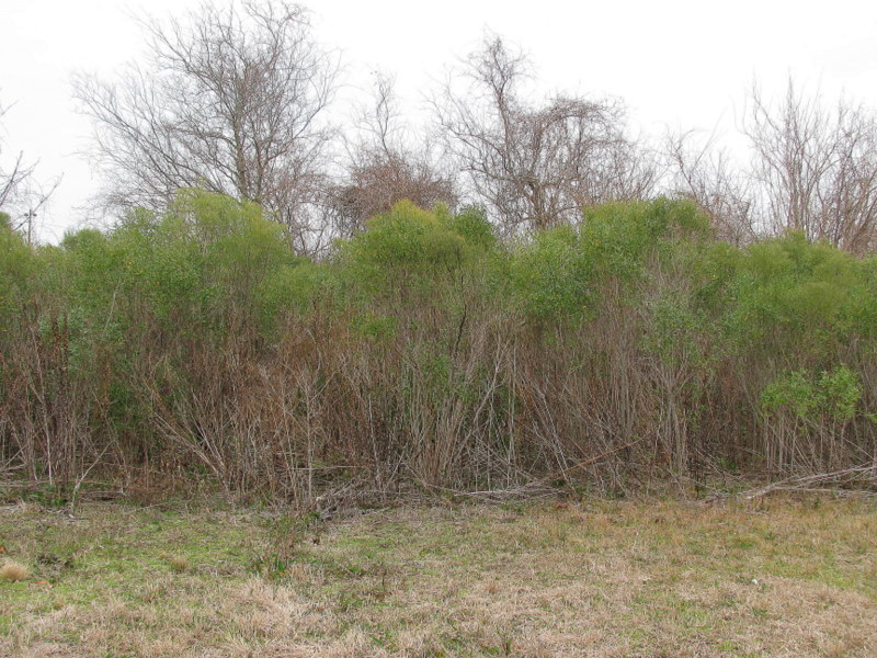 Looking North from the confluence