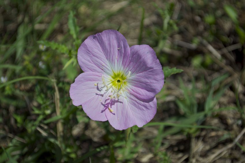 Several of these pretty flowers were in bloom near the confluence point