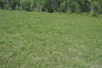 #1: The confluence point lies in this flat grassy area, near a creek (with a levee behind me)