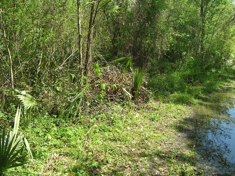 The confluence of 30 North 91 West, 2 meters to the left of the edge of the clearing, looking southeast.