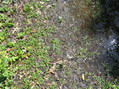 #6: Ground cover at the confluence.