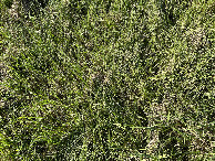 #8: Ground cover at the confluence point. 