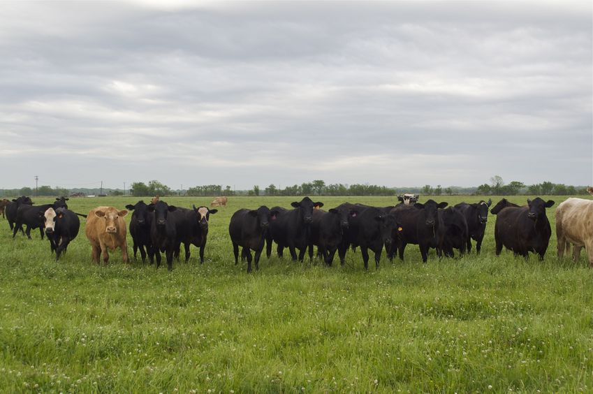 View East (with the cows watching me intently)