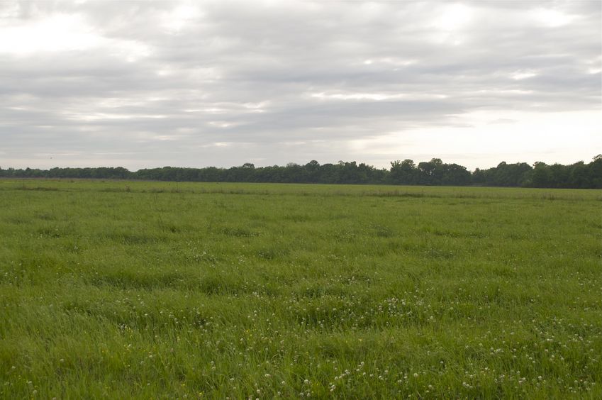 View West (towards a dirt farm road, 250 feet away)