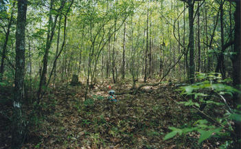 #1: T. McGee Bear seated at the point facing northwest.