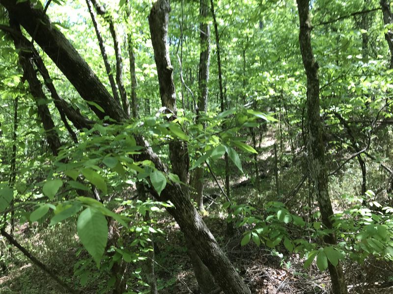 View to the north from the confluence.