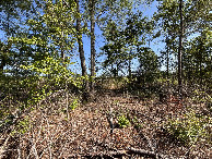 #2: A view to the north from the confluence.