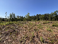 #4: A view to the south from the confluence.