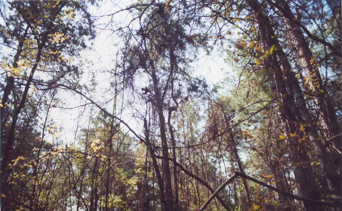 Looking southwest from the point into the crowns of mixed hardwood and pine trees.