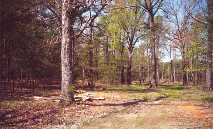 Looking west from White Arkansas Rd.  Point is 100 yards ahead behind mound on left.