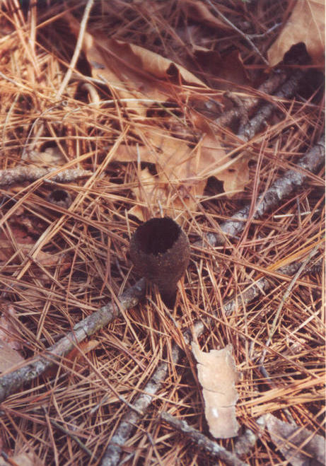 Two devil's urn mushrooms ten feet west of the point.