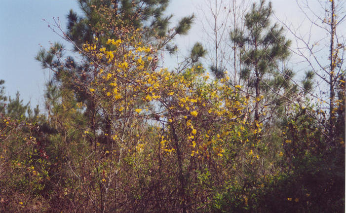 Carolina jessamine (jasmine) across the road from the abandoned home place.