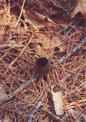 #4: Two devil's urn mushrooms ten feet west of the point.