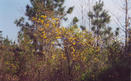 #6: Carolina jessamine (jasmine) across the road from the abandoned home place.