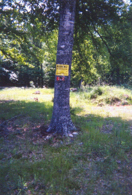 tree next to my parking spot