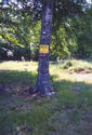 #4: tree next to my parking spot