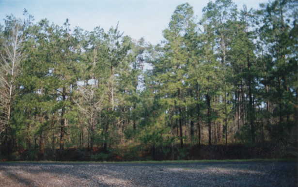 Looking north across LA 167:  It's that-a-way about 1/4 mile.