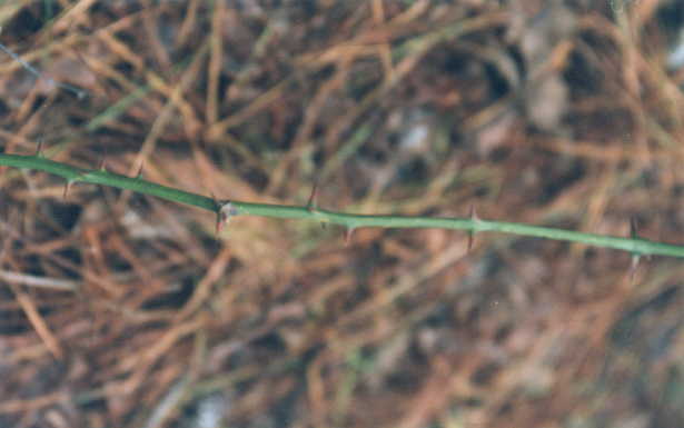 Smilax or Greenbriar, also called cat-briar.