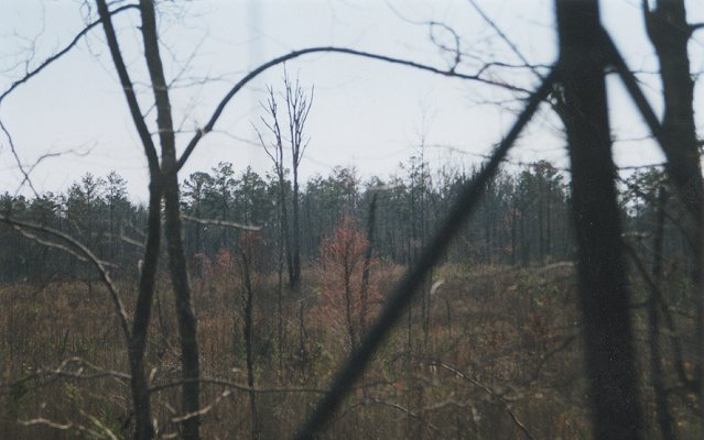 Looking south across clear-cut from a deer stand.  Point is over ridge line behind double tree in left center.