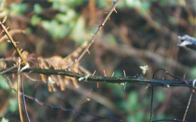 Close up of blackberry cane and thorns.