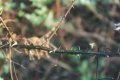 #5: Close up of blackberry cane and thorns.