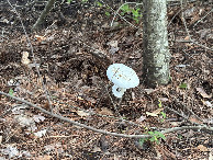 #9: Mushroom near the confluence. 