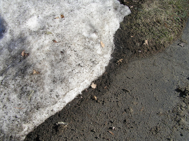 Ground cover at the confluence site at the base of the driveway.