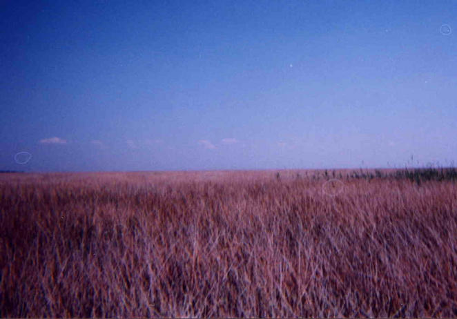 View to East - There is swallow pond about 25 meters away.