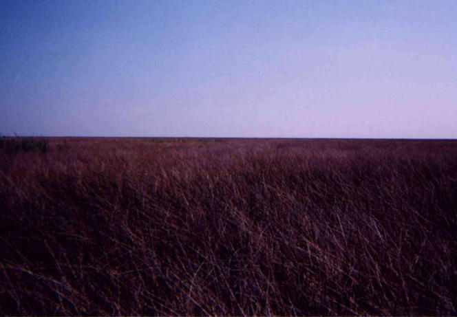 View to South - I swam three bogs to get here.