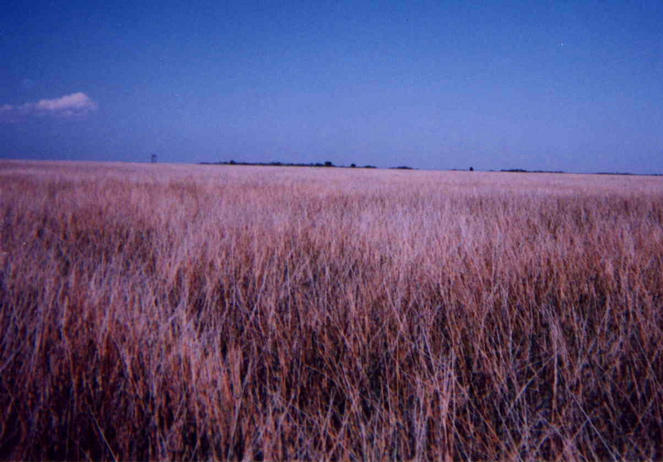 View to West - Tidal bog is 500 meters away.