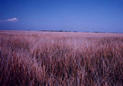 #4: View to West - Tidal bog is 500 meters away.