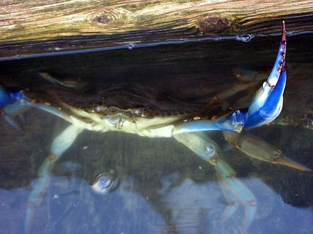 This is the best place in the world to catch crabs!