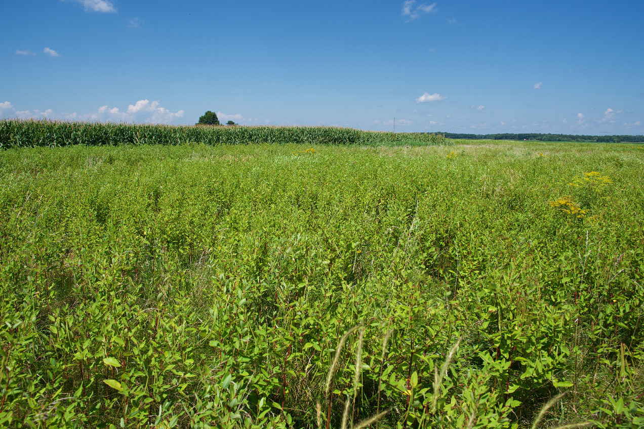 The confluence point lies in an overgrown farm field, 0.11 miles South of a paved road.  (This is also a view to the North, towards the road.)