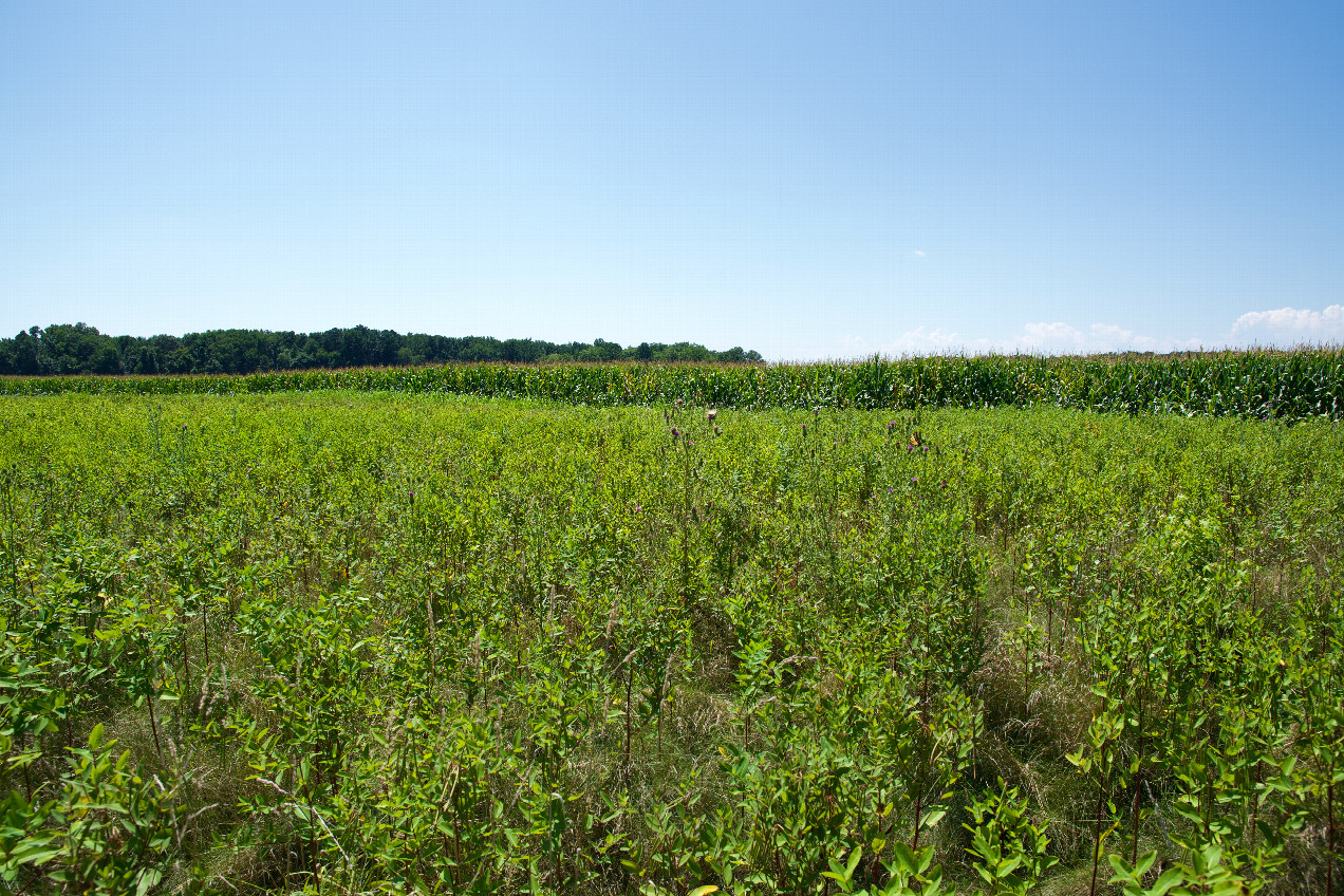 View West (towards a neighboring corn field)