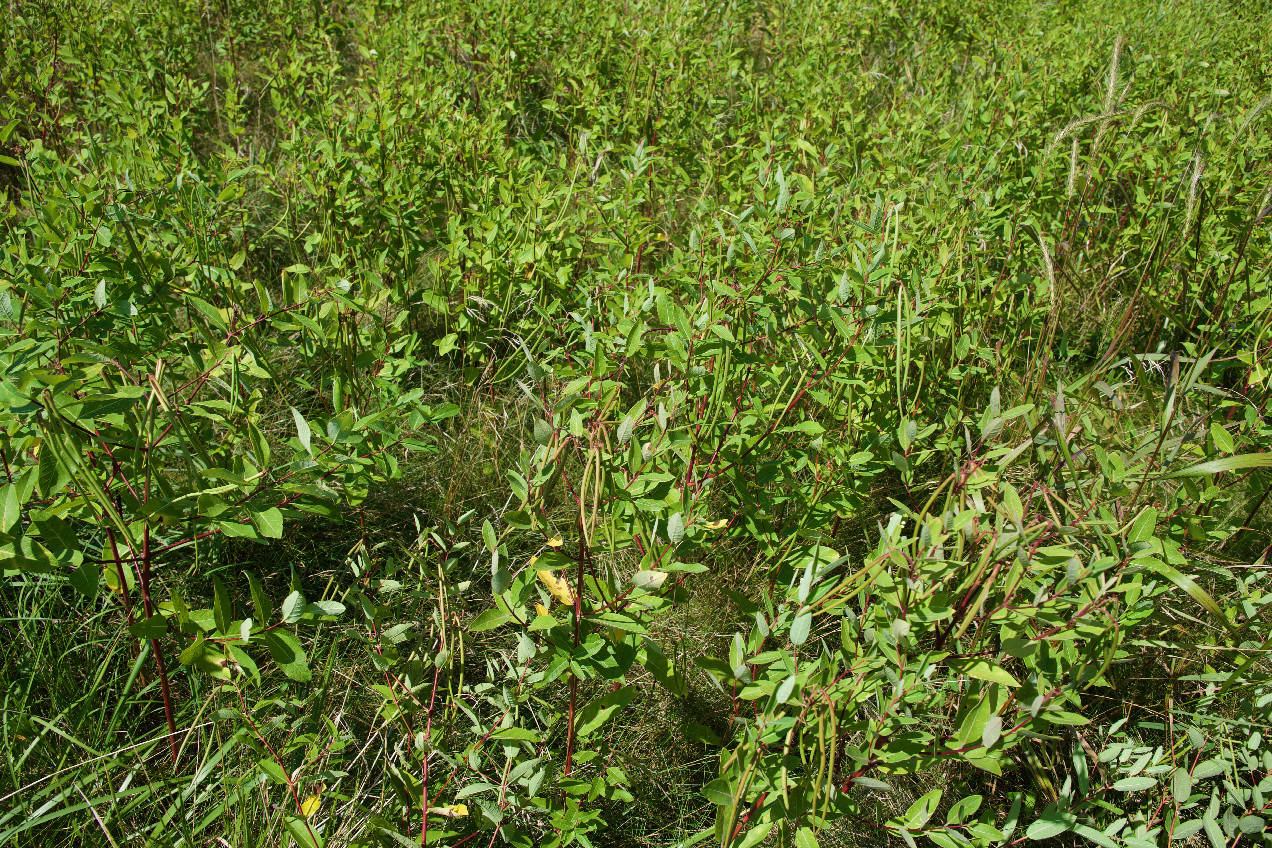 Ground cover at the confluence point