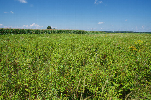 #1: The confluence point lies in an overgrown farm field, 0.11 miles South of a paved road.  (This is also a view to the North, towards the road.)