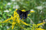 #12: A butterfly (Black Swallowtail) seen near the point