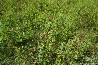 #5: Ground cover at the confluence point