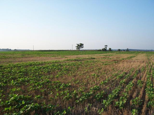 The view North from the confluence.