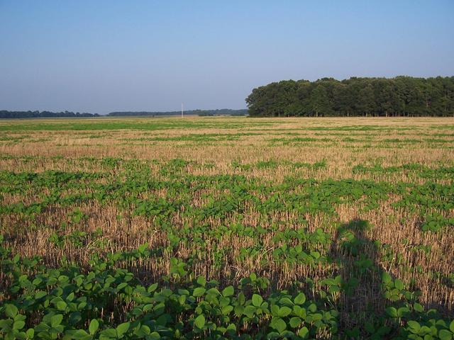 Looking East from the confluence.