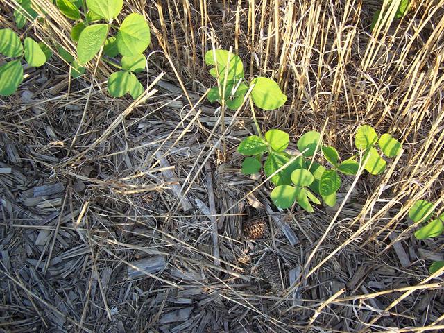 Ground cover at the confluence.