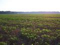 #5: Looking West from the confluence.