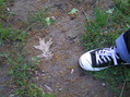 #4: Groundcover at the confluence point with shoe for reference. 