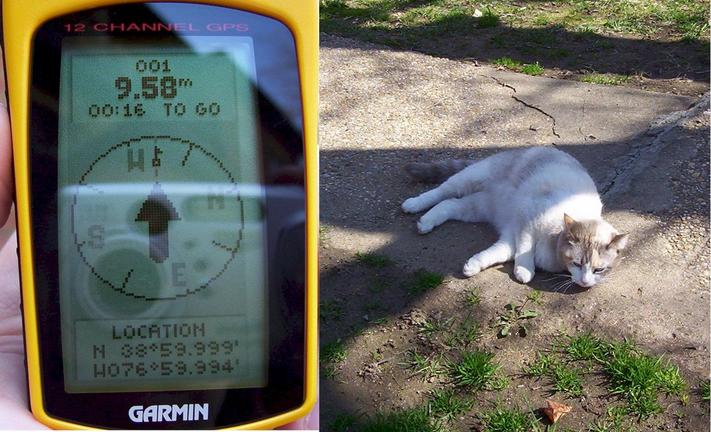 GPS / One of my feline friends in the neighborhood