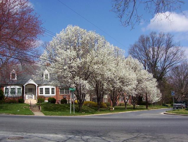 Flowering pear trees about 450 m from the confluence