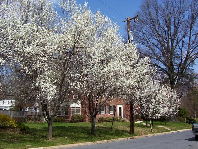 A closer view of some pear trees