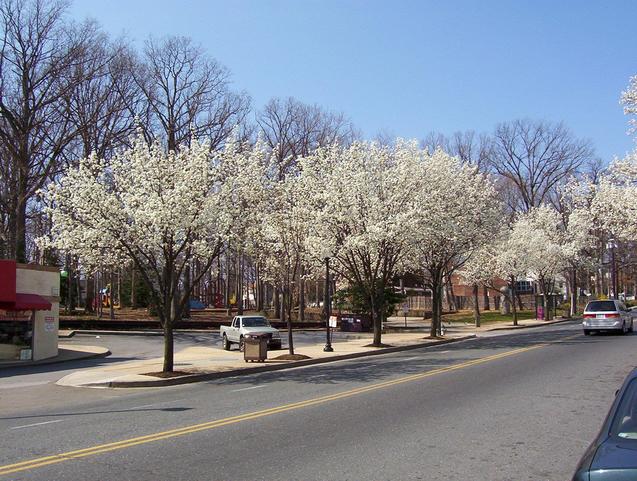 Pear trees along Flower Avenue